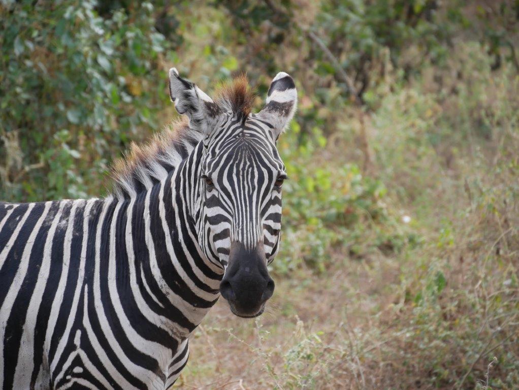 Tanzania Trip Gallery